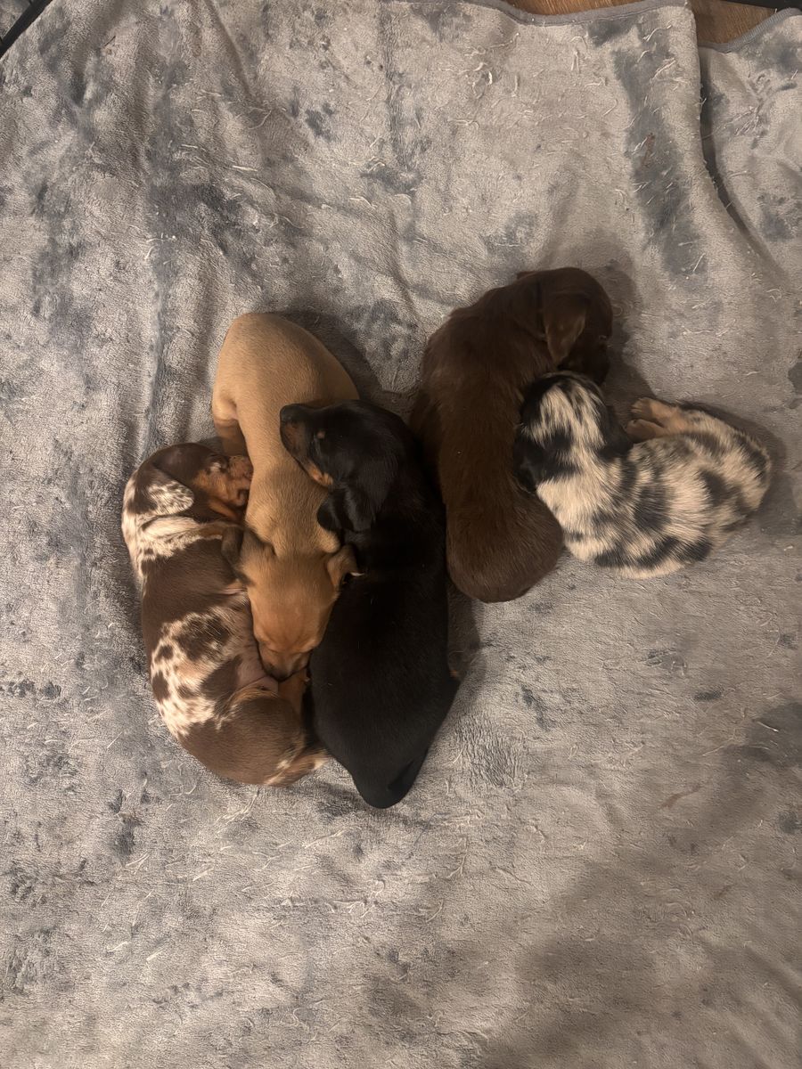 Mini dachshund puppies