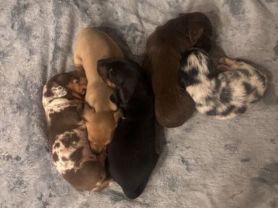 Mini dachshund puppies