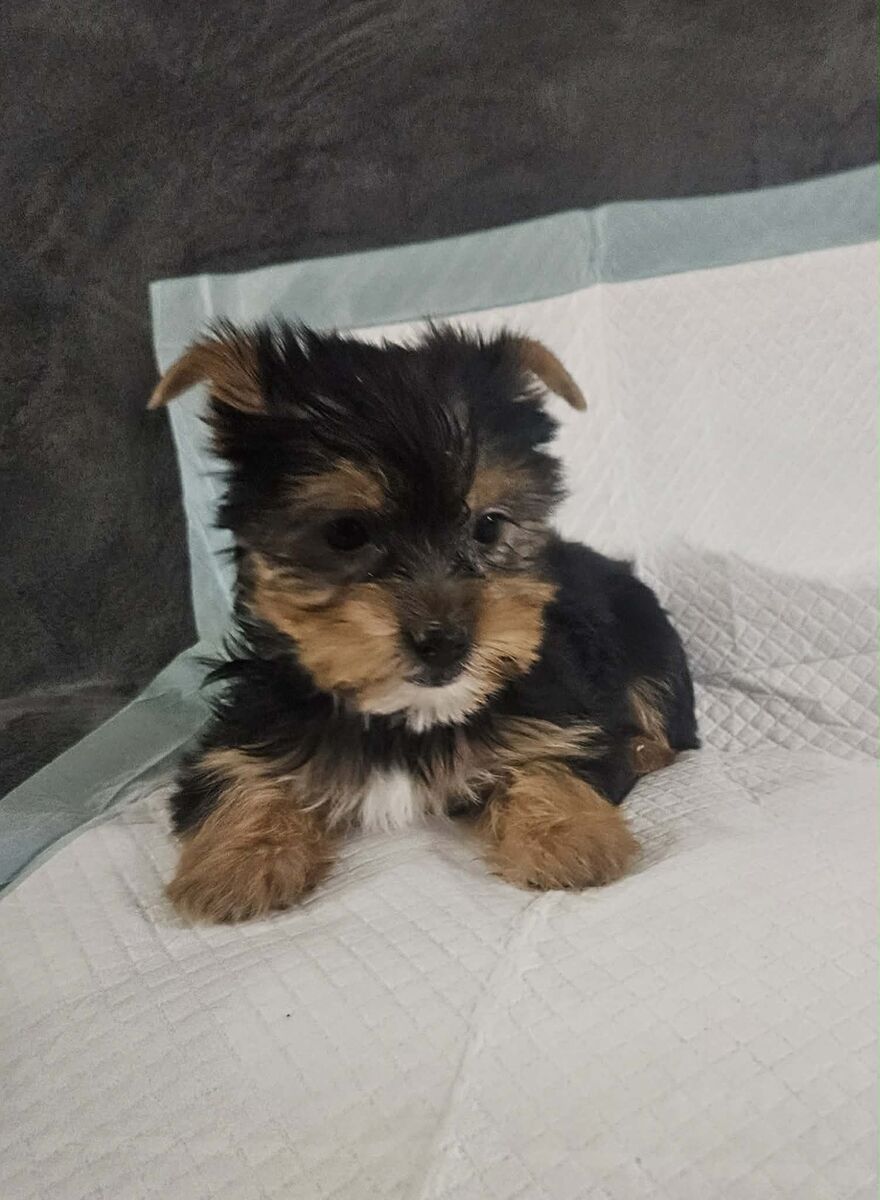 Yorkie Puppies