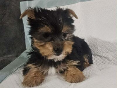 Yorkie Puppies