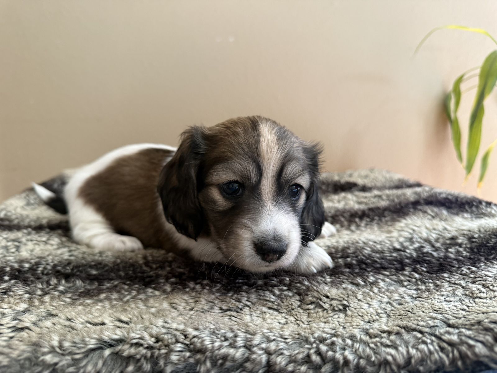 AKC Mini Longhair Dachshund