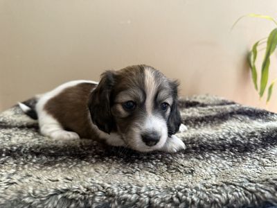 AKC Mini Longhair Dachshund