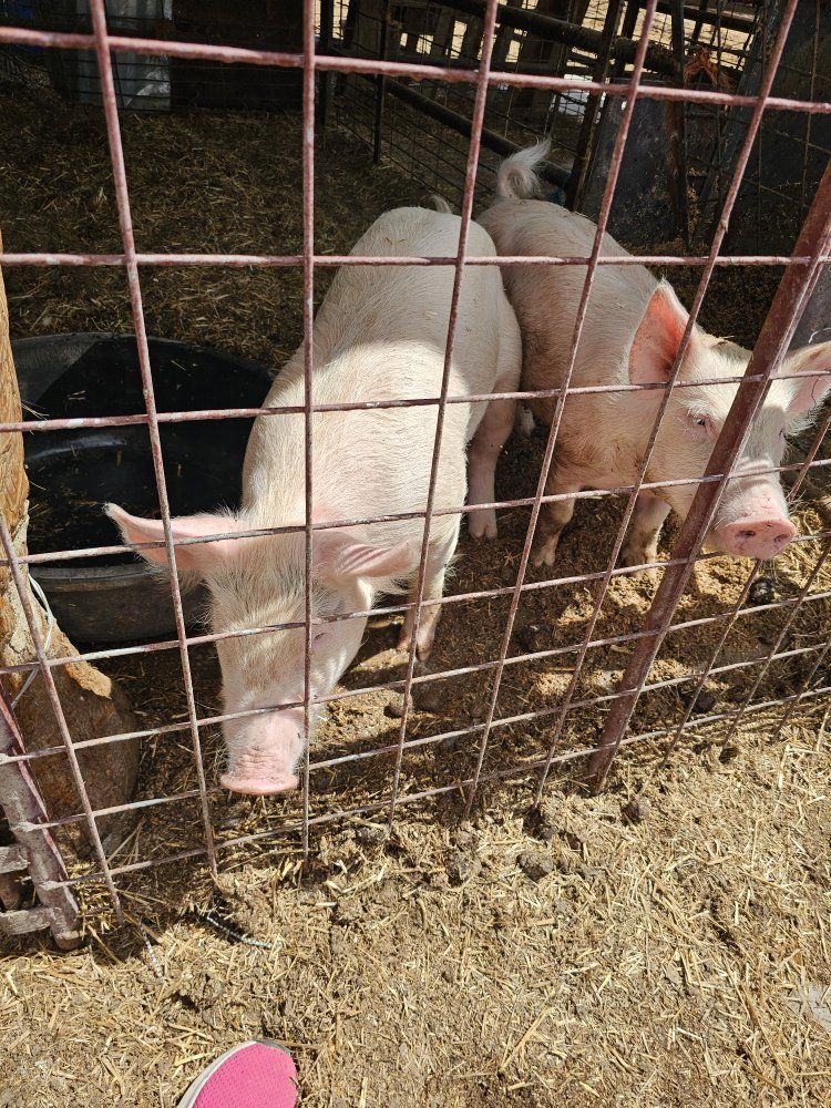 Pig