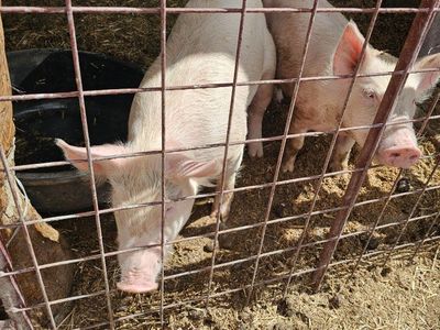 Pig