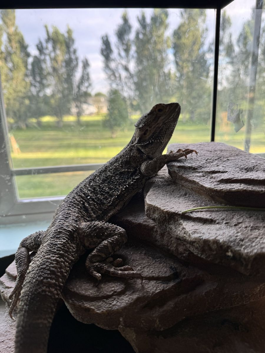 Bearded Dragon
