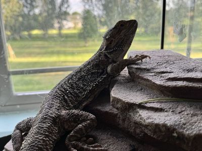 Bearded Dragon
