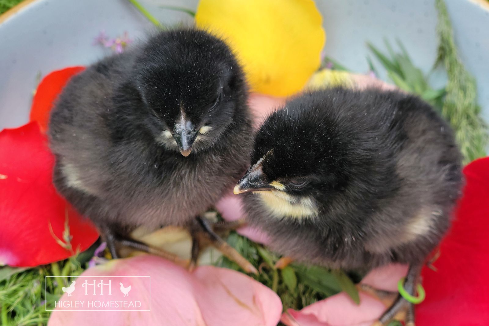 Easter Egger Chicks - Spring Sale!