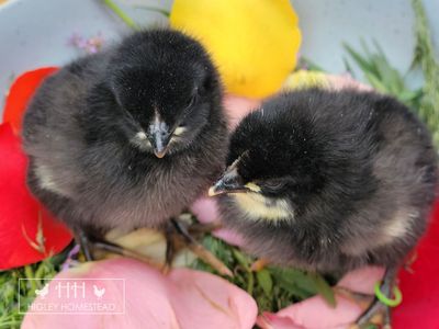 Easter Egger Chicks - Spring Sale!