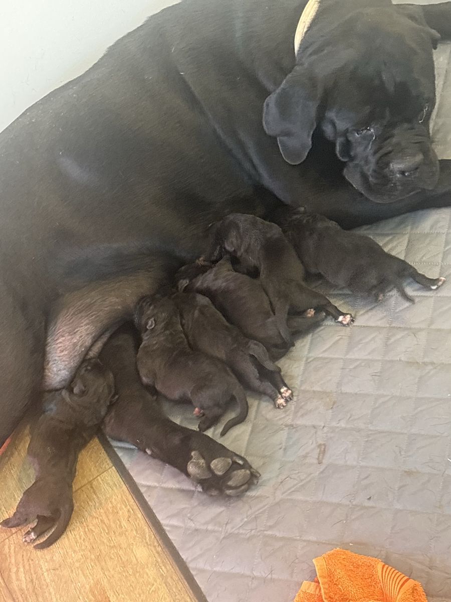 Cane Corso pups