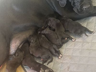 Cane Corso pups