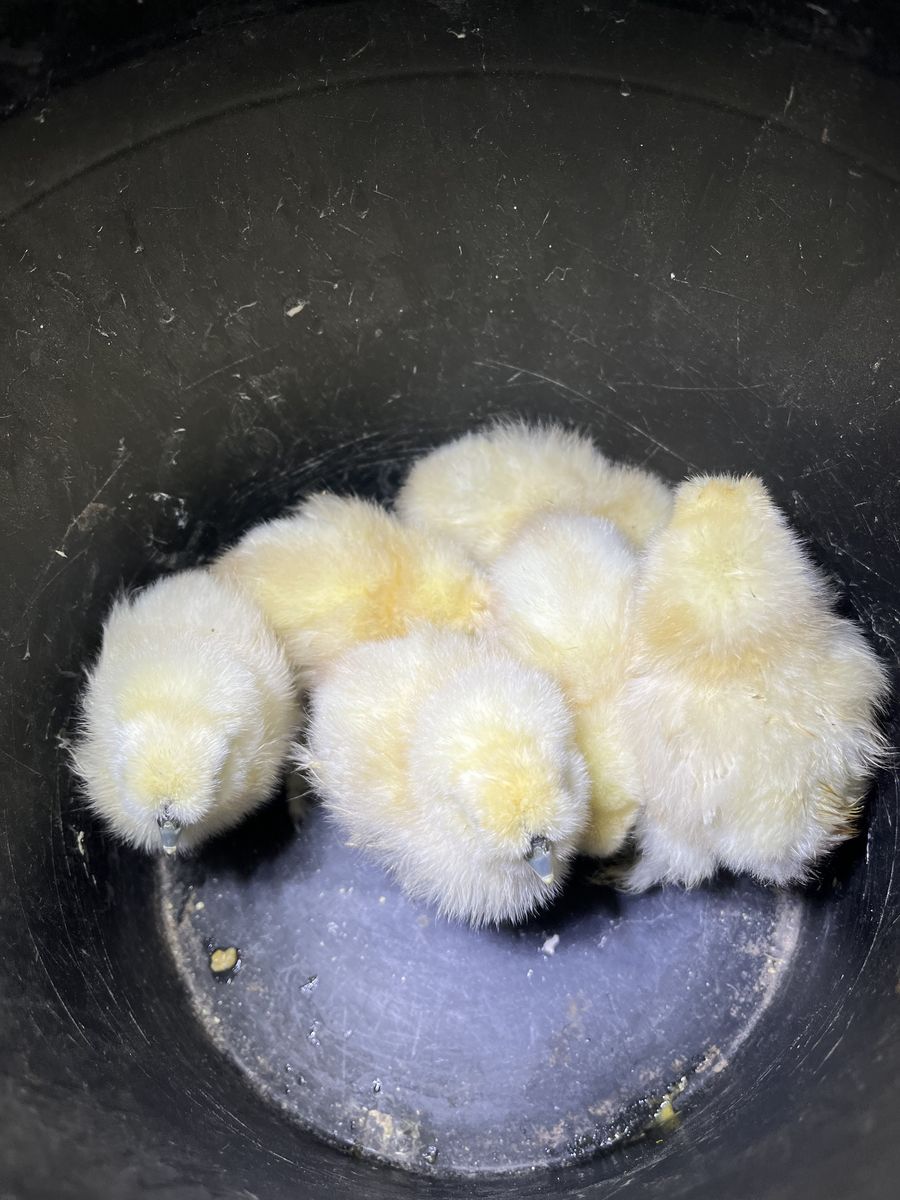 White Silkie Chicks