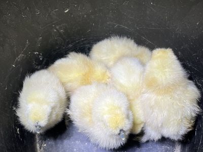 White Silkie Chicks