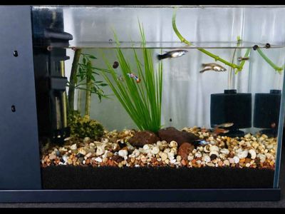 Super Cute Top Fin 3 gallon Desktop Aquarium