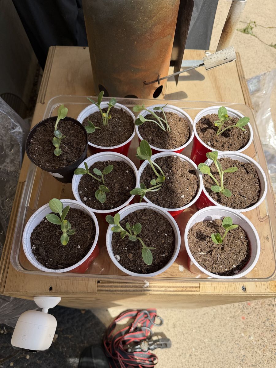 Watermelon seeds
