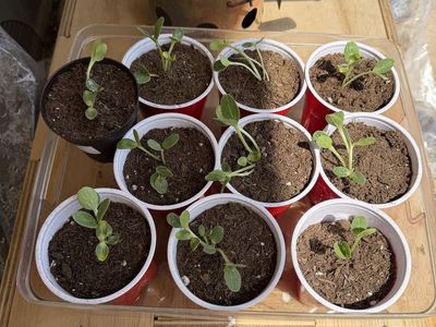 Watermelon seeds