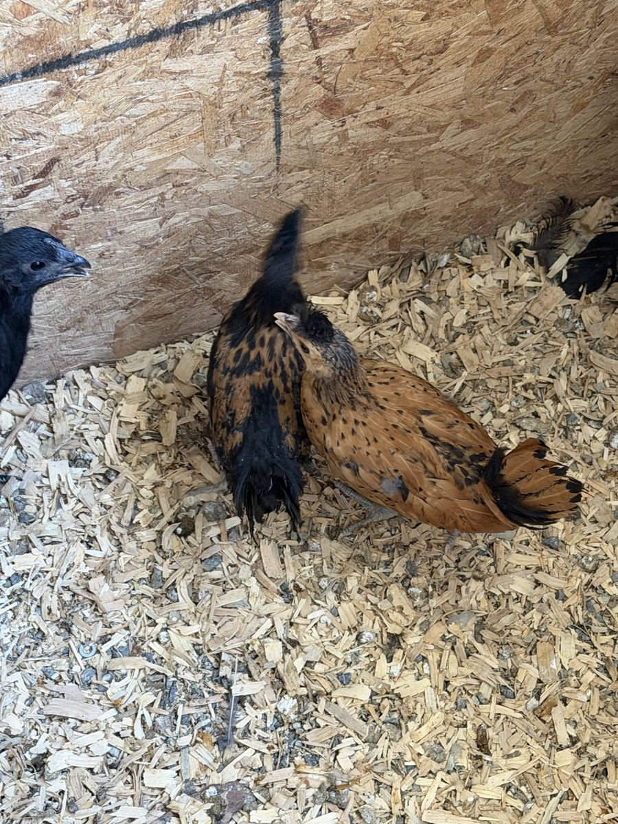 Golden Spangled Appenzeller Spitzhauben Chicken