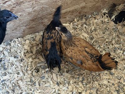 Golden Spangled Appenzeller Spitzhauben Chicken