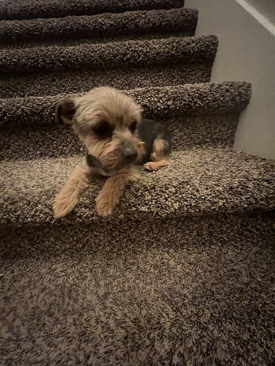 Akc Female Yorkie