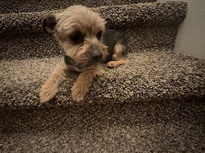 Akc Female Yorkie