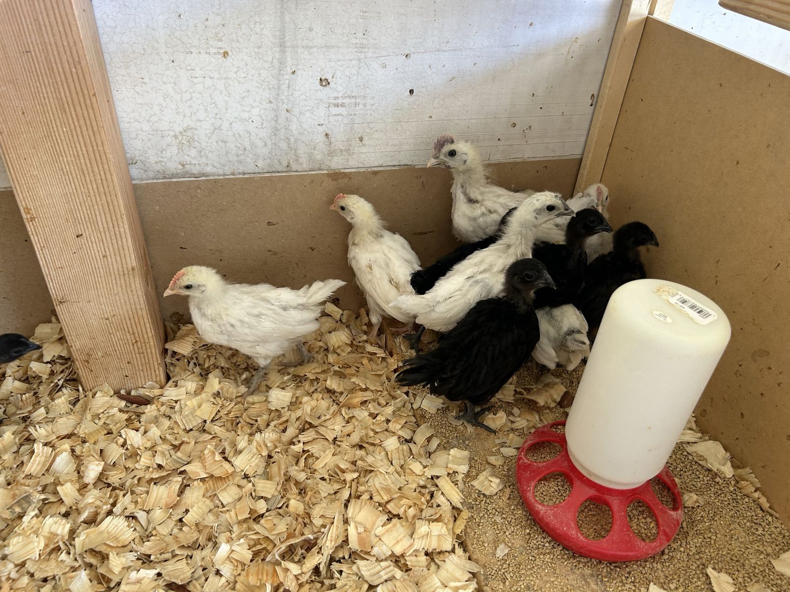 Zombie and ayam Cemani pullets