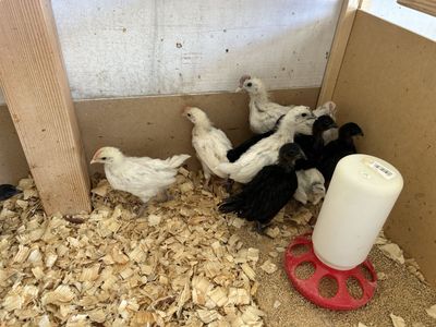 Zombie and ayam Cemani pullets