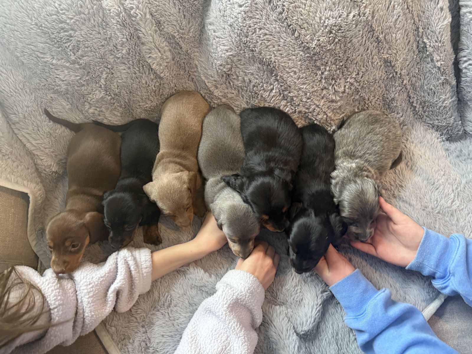 AKC Mini Dachshunds
