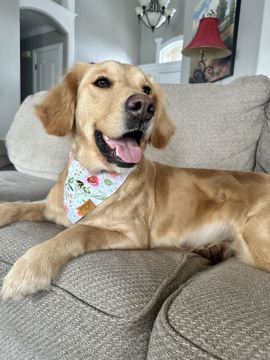 Alexa - Golden Retriever · Female · 5 years old · 66 lbs