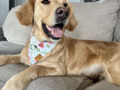 Alexa - Golden Retriever · Female · 5 years old · 66 lbs