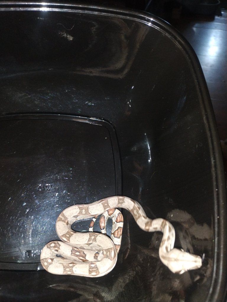 Baby female jungle boa 50% het kahl