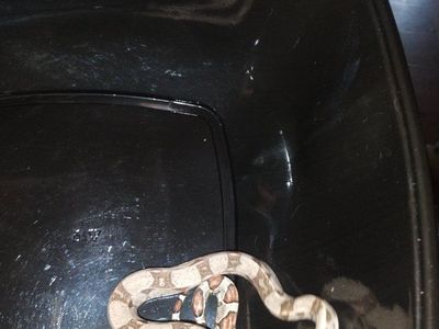 Baby female jungle boa 50% het kahl