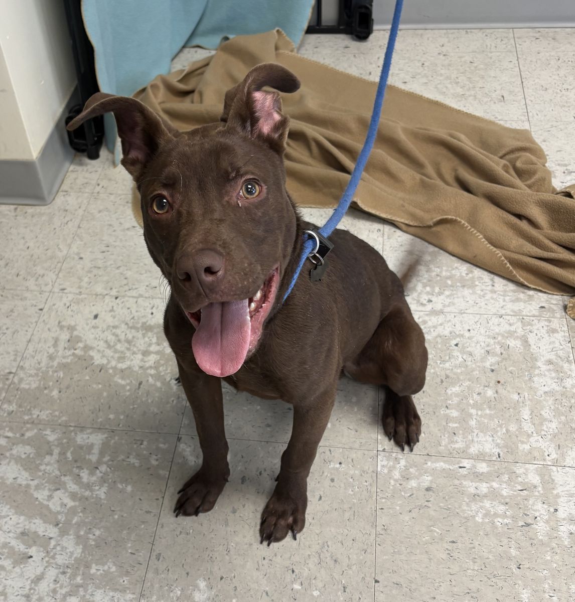 A161621 Rodeo is Available for Adoption!