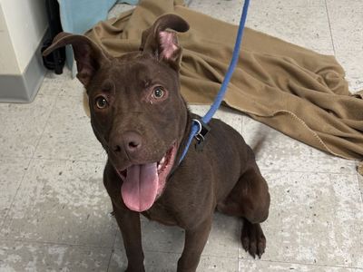 A161621 Rodeo is Available for Adoption!