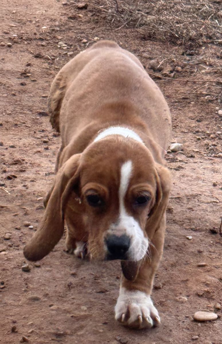 Basset Hound Puppies