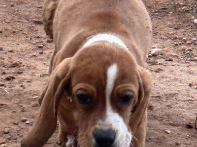 Basset Hound Puppies