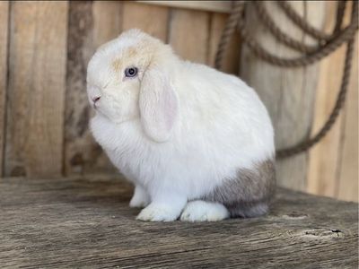 Holland lop doe pedigree