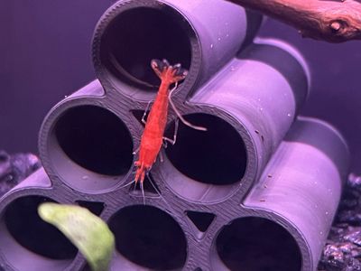 Neocaridina Cherry Shrimp