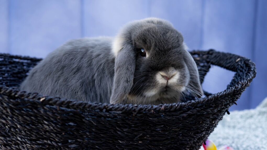 Purebred Holland Lop Male