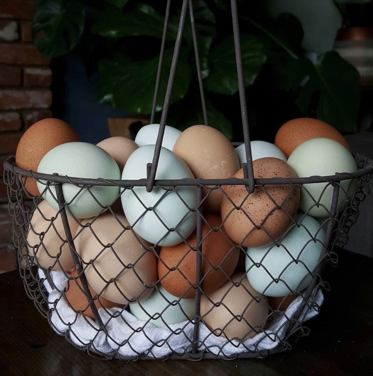 Unwashed Chicken Eggs