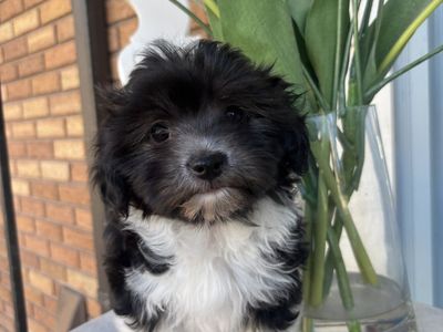 Havanese Easter Puppies!