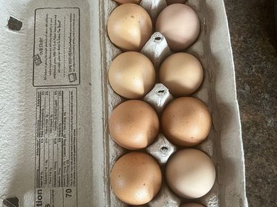 Cage Free Farm Eggs