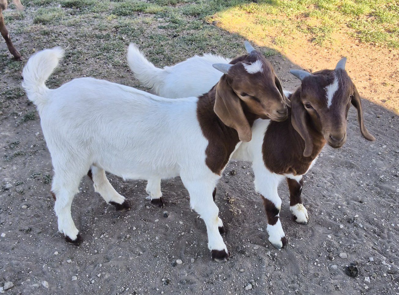 2 Boer Bucklings