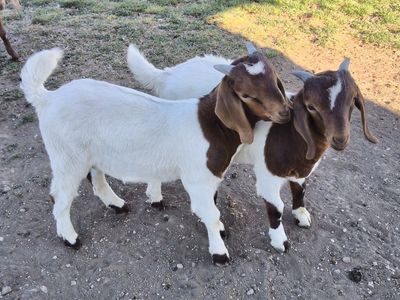 2 Boer Bucklings