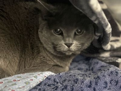 Hello my name is Bean