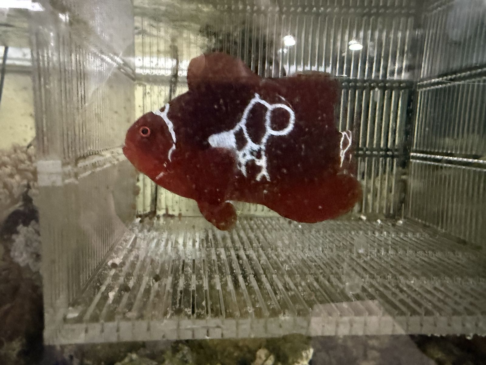 Lightning maroon clownfish