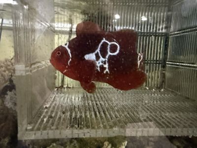 Lightning maroon clownfish