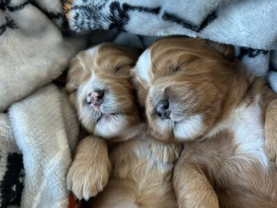 Cavapoos Cavdoodles Tiny And Perfect!