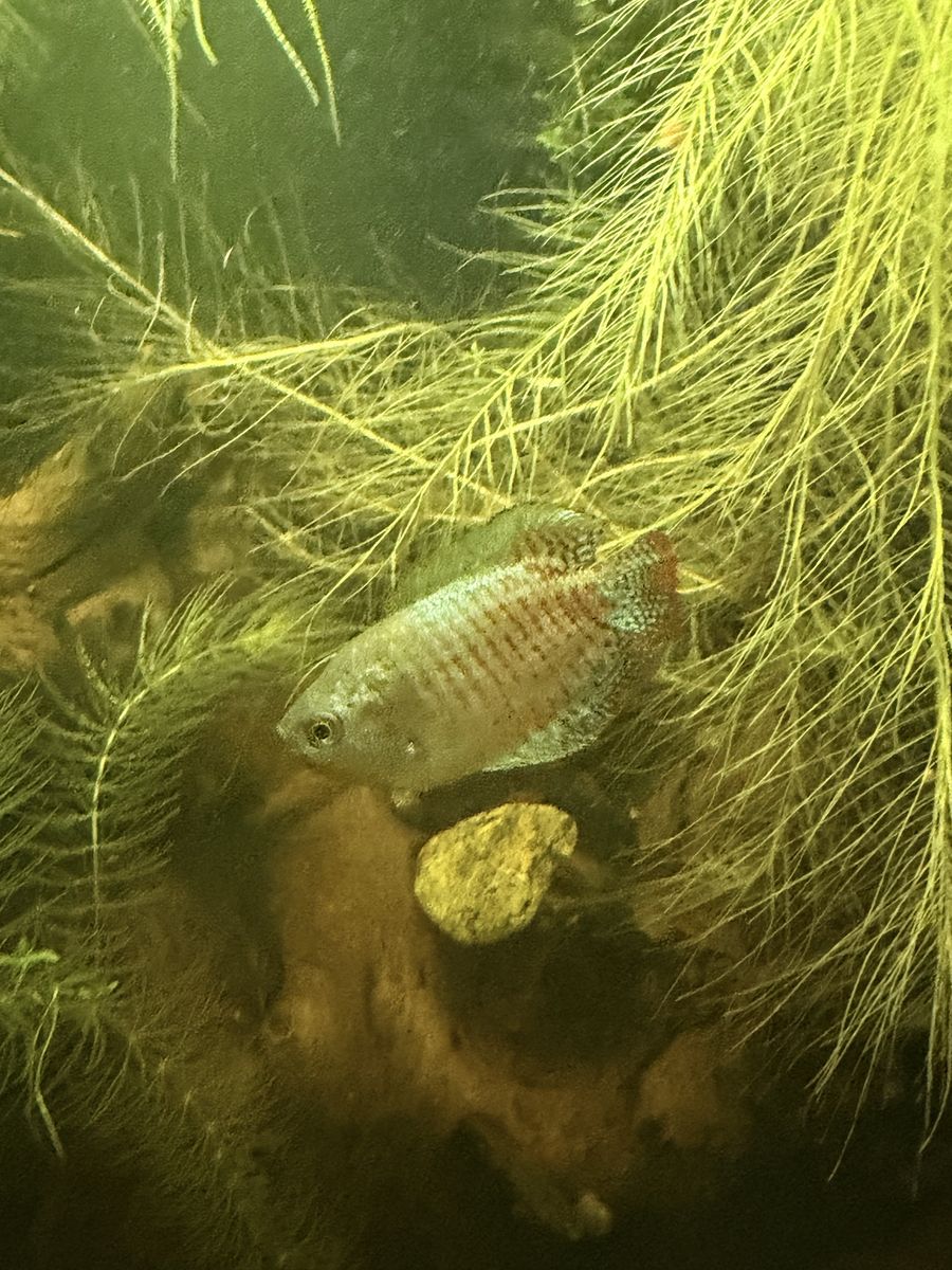 FREE-TWO neon dwarf gourami rehome