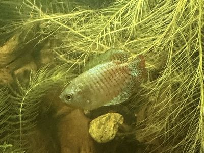FREE-TWO neon dwarf gourami rehome