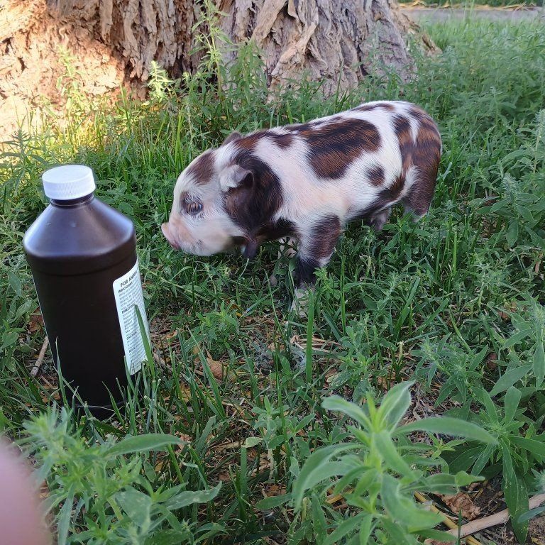 Super Friendly Purebred KuneKune Piglets