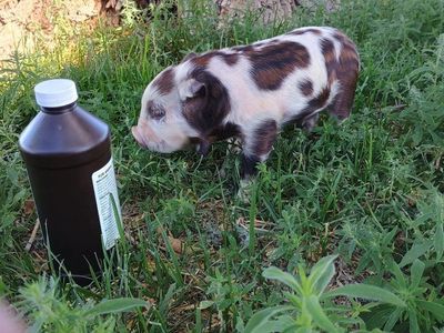 Super Friendly Purebred KuneKune Piglets